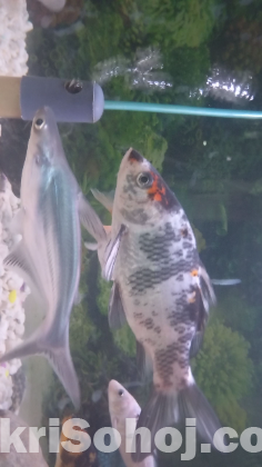 Fish for sale